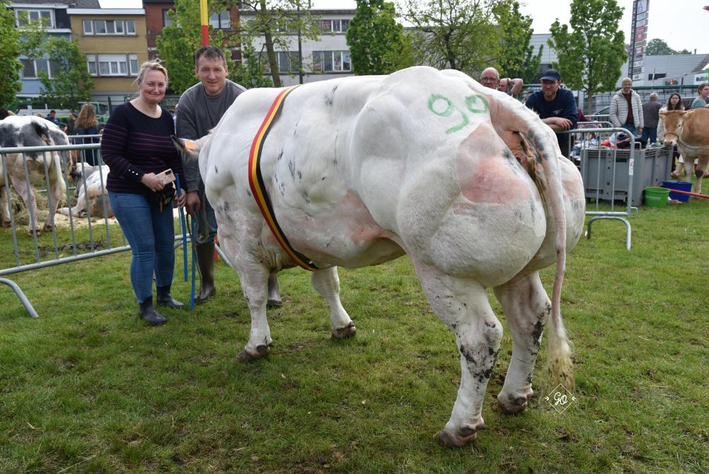 Kampioenschap koeien: Gwendolyn (Volcan X Cabri) van Kristof De Winne uit Oudegem.