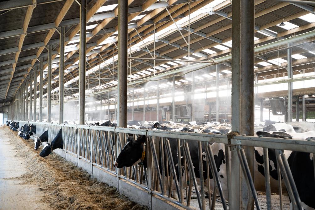 De koeien kunnen op warme dagen genieten van verfrissing onder verneveling.