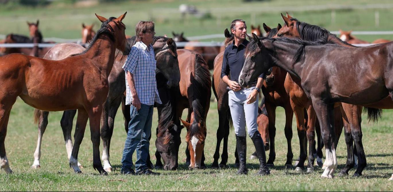 Door de passie van Grégory voor de paardensport begon zijn vader sportpaarden te fokken. Grégory nam zijn werk over en startte in 2016 met het fokken van springpaarden.