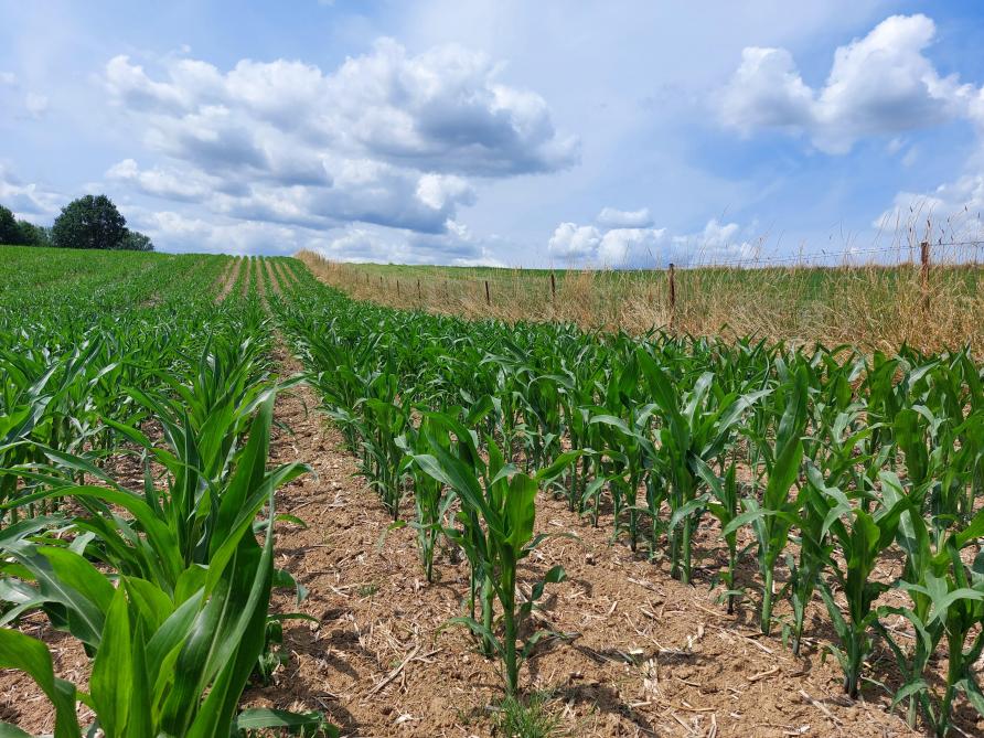 American corn and soybeans need rain