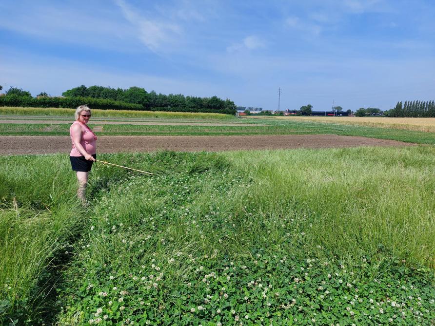 België is het eerste land waar het herbicide ProClova in grasland met witte klaver is erkend, aldus Inge Mestdagh.