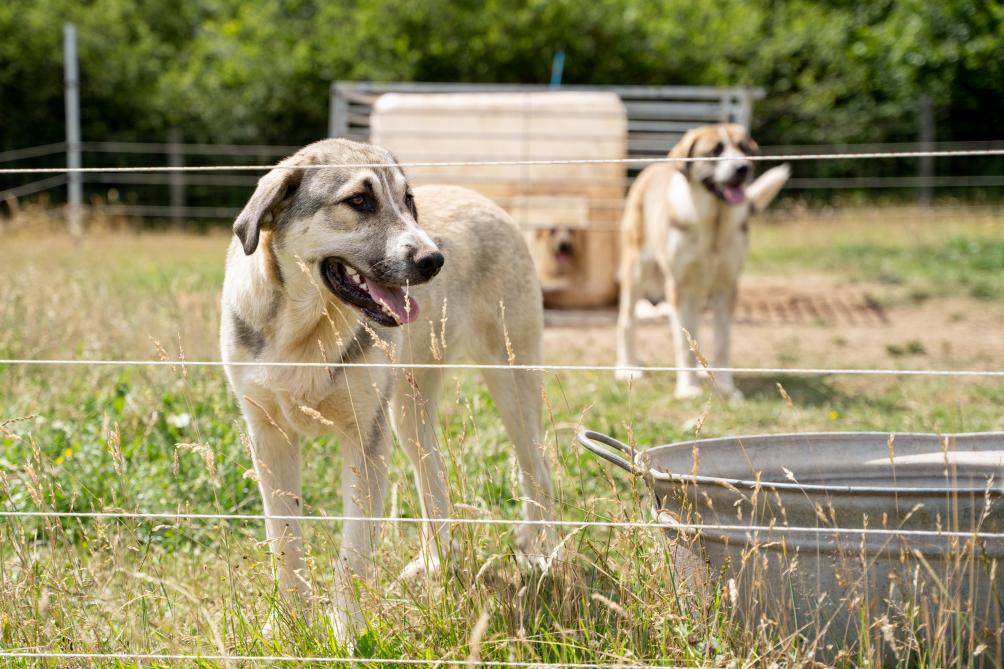 Deze Spaanse Mastin-honden bewaken al generaties lang kuddes.