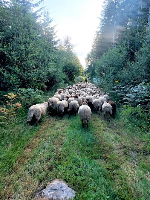 Stijn is een van de weinige schapenhouders die nog gaat hoeden met zijn schapen.