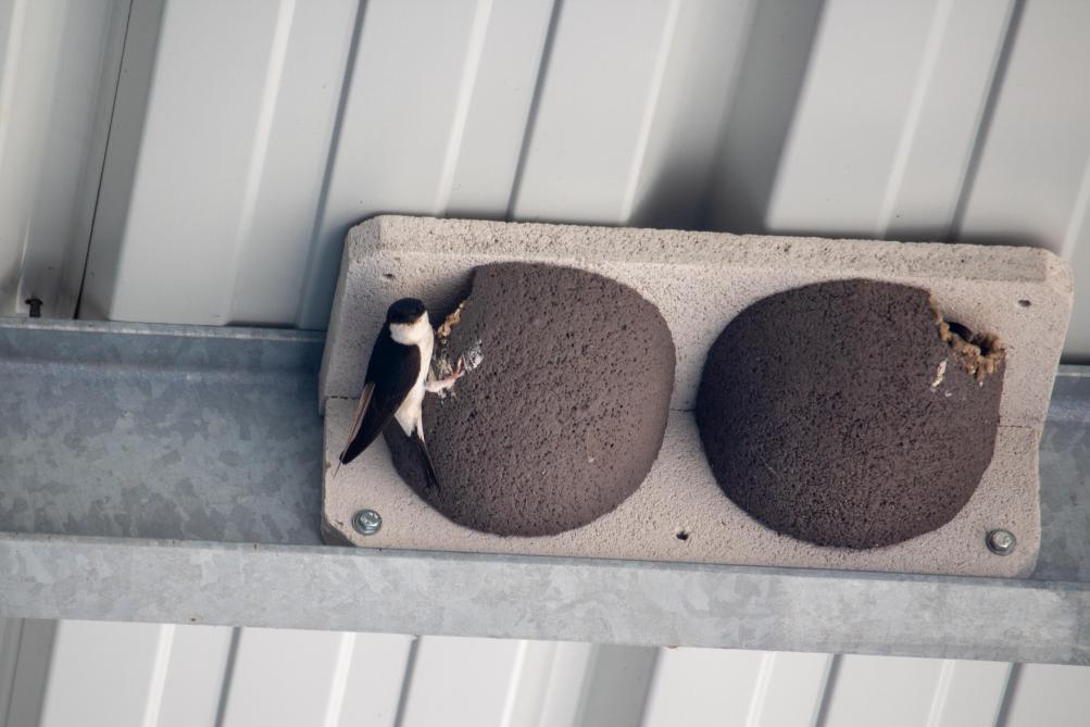 Metalen balken zijn te glad voor natuurlijke nestbouw met modder. Kunstnesten geven zwaluwen een vliegende start van het broedseizoen.