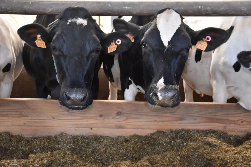 In deze proef waren er geen significante voordelen van de AZ-supplementatie voor koeien in het midden van de lactatie in vergelijking met de controlegroep