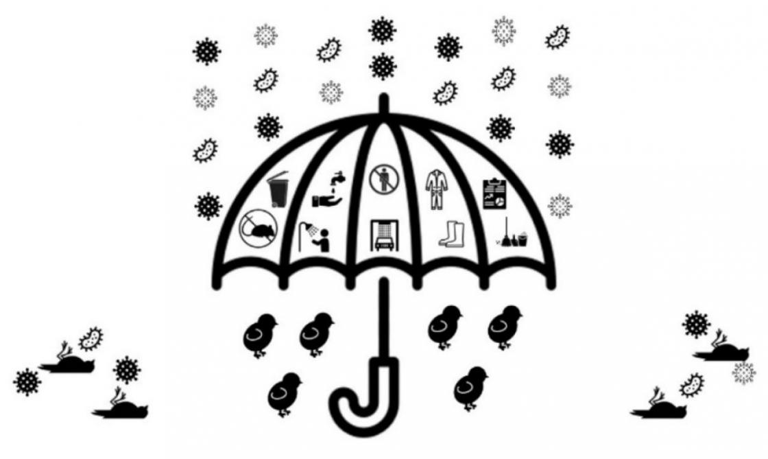 Figuur 1: Voorstelling van diverse bioveiligheids-maatregelen (de paraplu) die het binnenbrengen van kiemen op het bedrijf kunnen beperken.