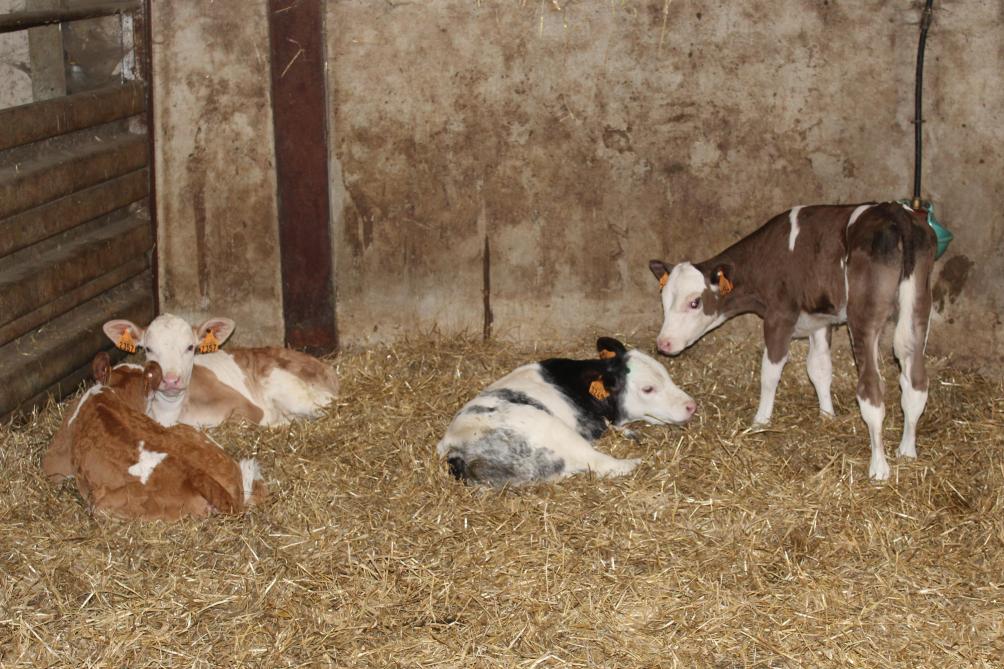 Kalfjes blijven tot 3 dagen na de geboorte bij de koe en gaan dan naar de groepshuisvesting.