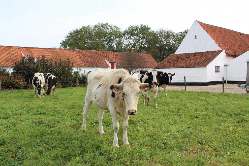 De koeien op ‘t Schottenhof behalen zeer mooie cijfers. Op de achtergrond zie je de eeuwenoude hoevegebouwen.