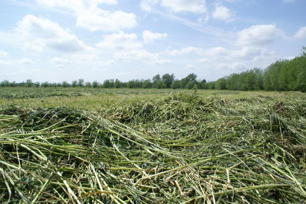 ILVO adviseert om bij het oogsten de grasklaver in lichtere sneden en niet te diep te maaien. Dat bevordert de ontwikkeling en het aandeel van de klaver.