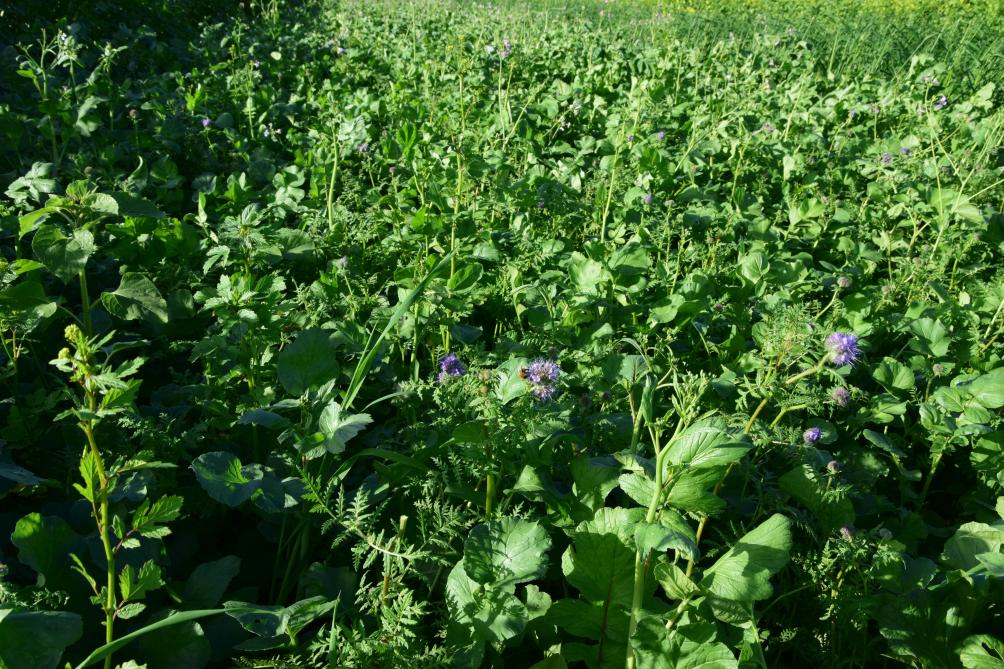 De belangrijkste maatregel is het gebruik van groenbedekkers. 43% doet dit al of is van plan om dit te doen.