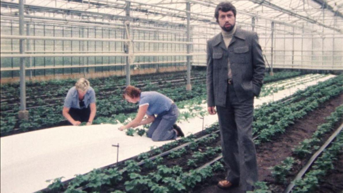 Presentator André Smout in een serre tijdens de uitzending ‘Het gebruik van plastiekfolie in de tuinbouw’ (7/1/1979).