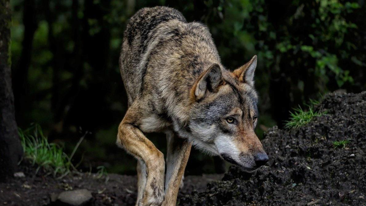 Zwervende wolf opgemerkt in Geel