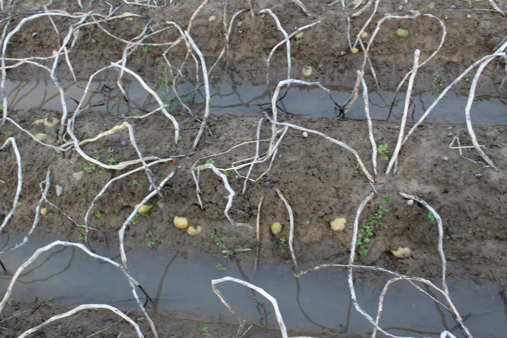 De aanhoudende regen heeft zowat overal de ruggen weggespoeld zodat een groot percentage van de aardappeloogst een deels groene schil heeft.
