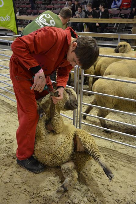 Twee jonge schapenhouders kunnen tijdens de Ovinpiades een ticket voor de Europese finale in Parijs winnen.