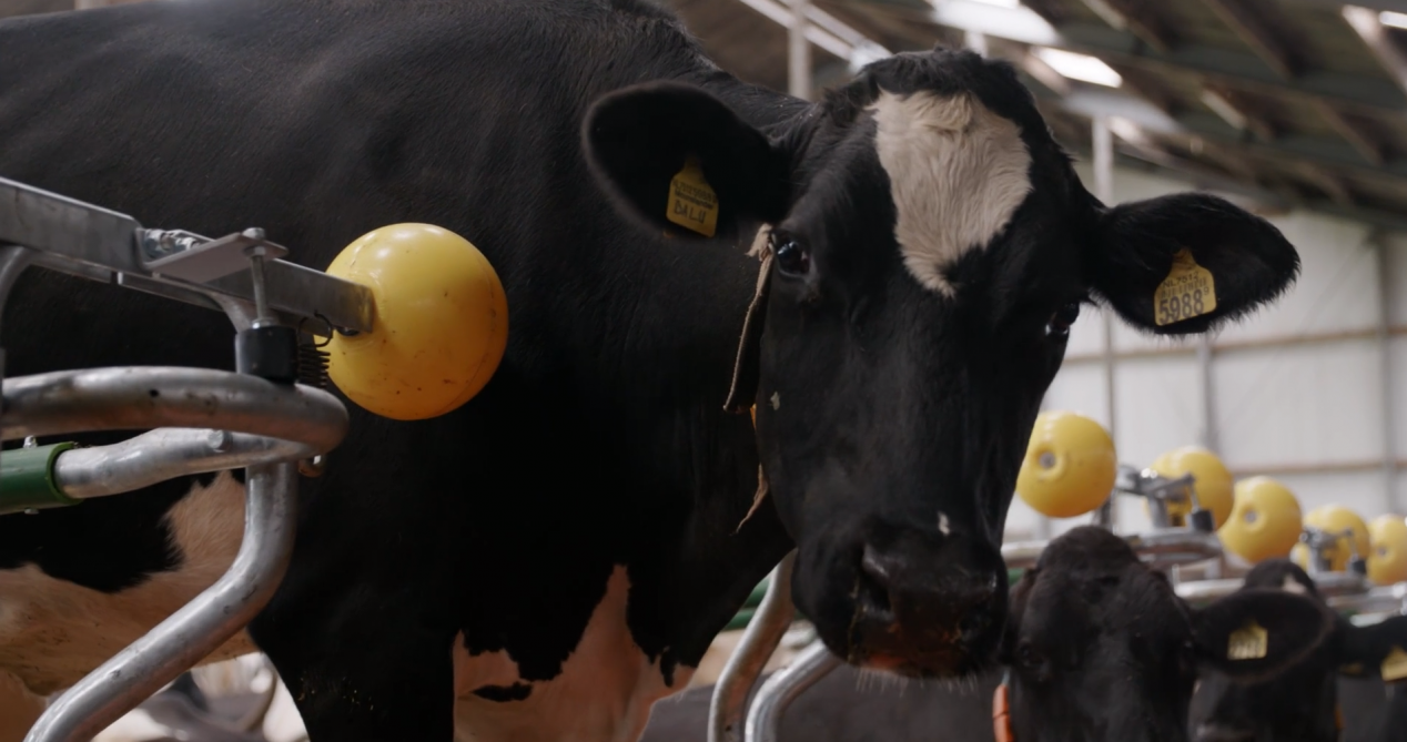 Opvallendebollen in massief plastic beletten dat de koe tot in de voergang stapt, maar de ruimte ertussen is breed genoeg zodat ze de kop kan optillen.