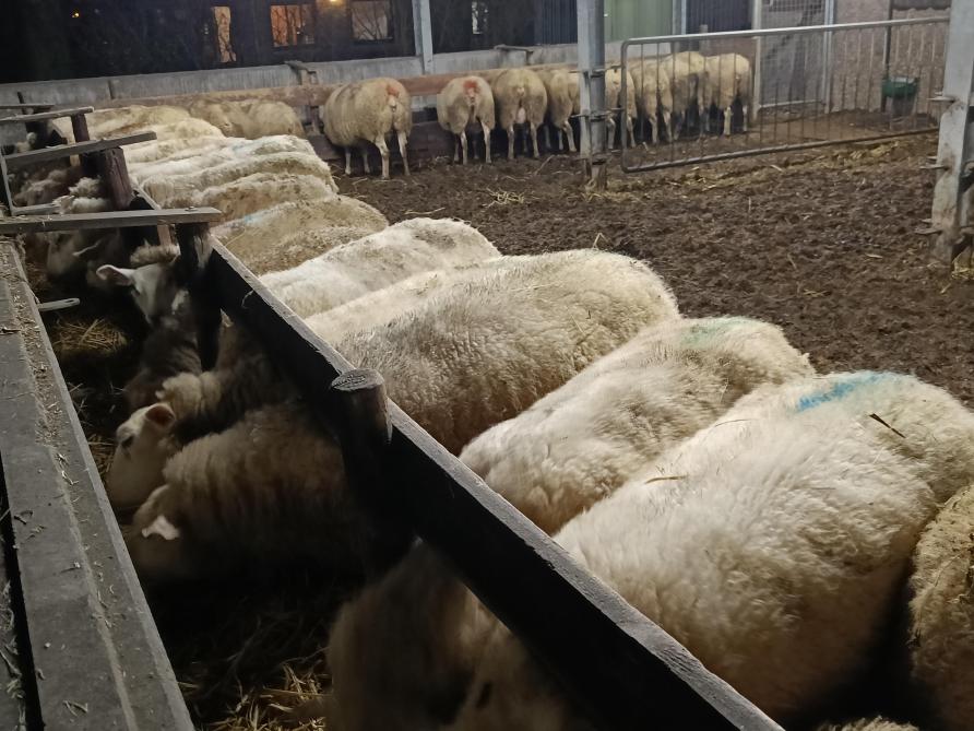 Voldoende voederbakbreedte voor hoogdrachtige ooien voorkomt doodgeboren lammeren.