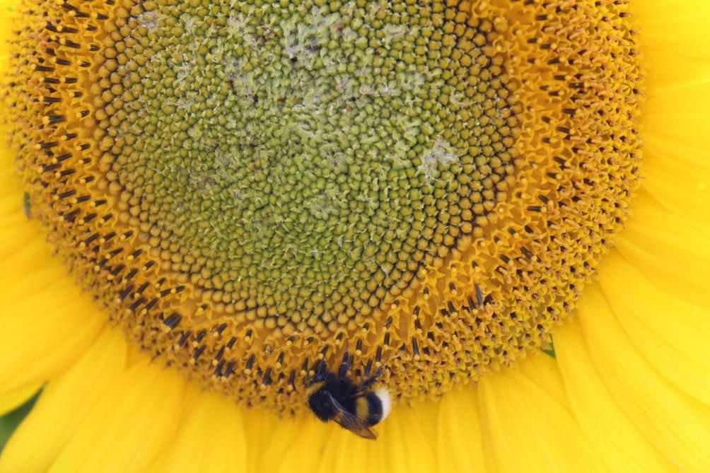 Zonnebloemen zijn een extra bloeiend gewas, waar bestuivende insecten, zoals bijen, dol op zijn.