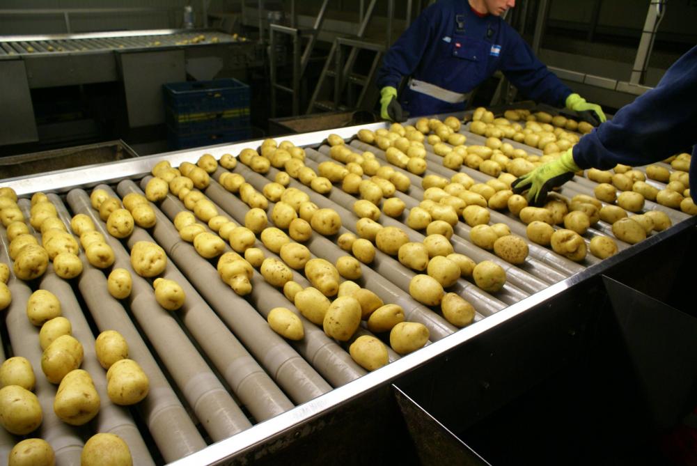 Ons land heeft unieke sterktes die ons geweldig goed maken in het produceren én exporteren van aardappelproducten.