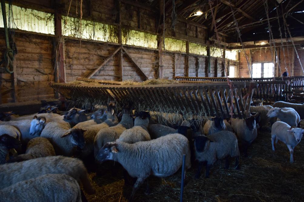 Tijdens het lammerseizoen staat ongeveer twee derde van de kudde op stal.