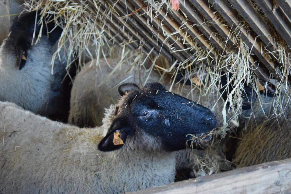 De schapen eten hooi uit voederbakken die van het dak hangen. Dat zie je ook in andere landen waar de traditionele herderstraditie nog sterker staat, zegt Luc.