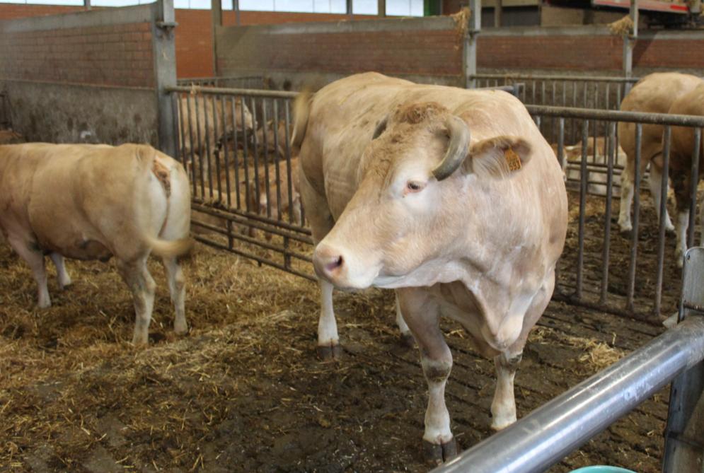 Koeien die het goed doen op de veeprijskampen blijven tot wel 10 jaar op de Blommerschothoeve.
