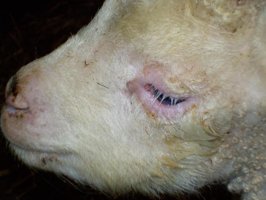 Een lam met een ontstoken oog door naar binnen krullende oogleden.