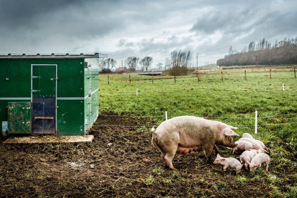 De mobiele varkensstal kwam er dankzij het Europese project PPILOW, waar BioForum vzw mee uitvoerder van is.