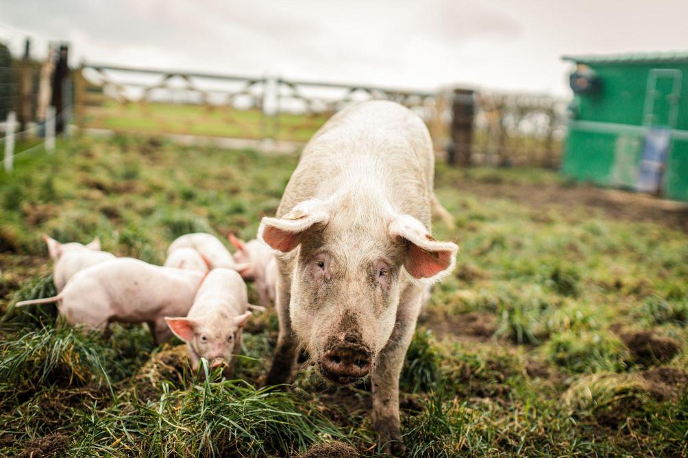 Biologische varkens hebben altijd toegang tot een buitenloop, maar een nieuw buitenhutsysteem maakt het nog diervriendelijker voor zeugen met biggen.