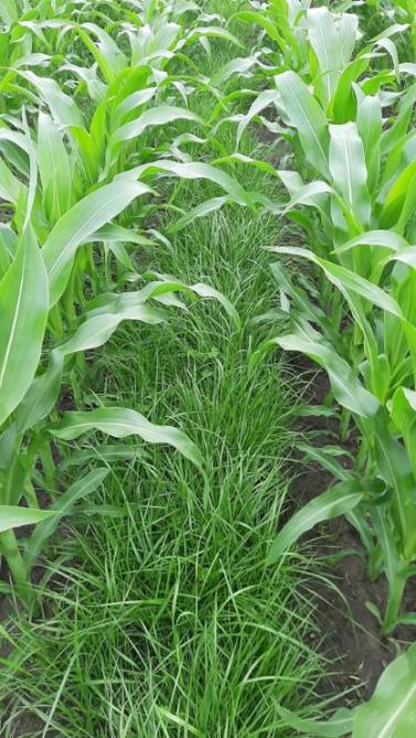 Gelijkzaai van rietzwenkgras met de maïs (beeld in juli 2021). Een belangrijk aandachtspunt bij gelijkzaai is dat geen gras in de maïs gezaaid wordt.