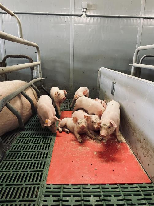 In de gesloten varkenskwekerij van de ouders van Justine Arkens van Groene Kring zitten momenteel zo’n 250 varkens.