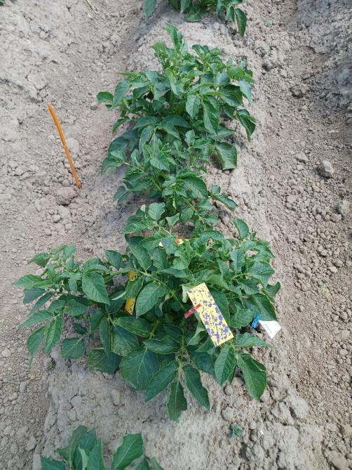 Aardappelplant met watergevoelig papier.