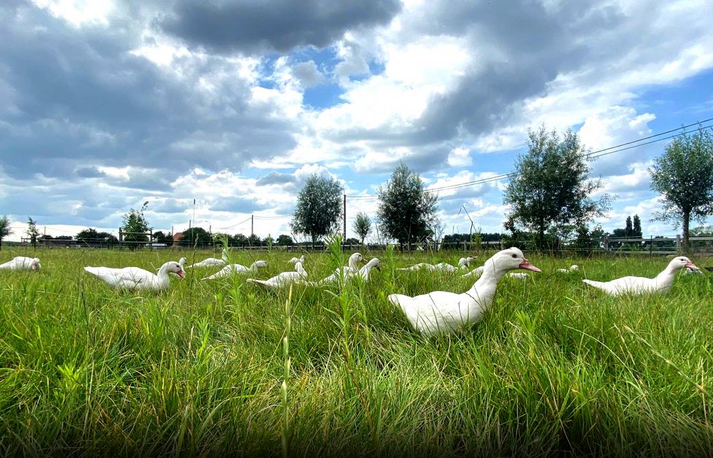 “De eenden zaten eerst niet in een volledig afschermende ren, maar sinds we bezoek kregen van een vos zitten die nu ook in een volledig afgesloten ren”, vertellen Rik en Tine.