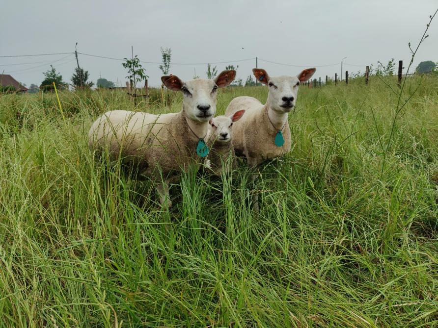 De schapen grazen in een roterend systeem.