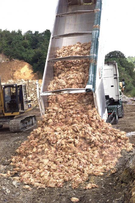 De economische  gevolgen van de dioxinecrisis voor de Belgische landbouwsector waren zwaar: maar liefst 7 miljoen kippen en 60.000 varkens dienden te  worden geslacht.