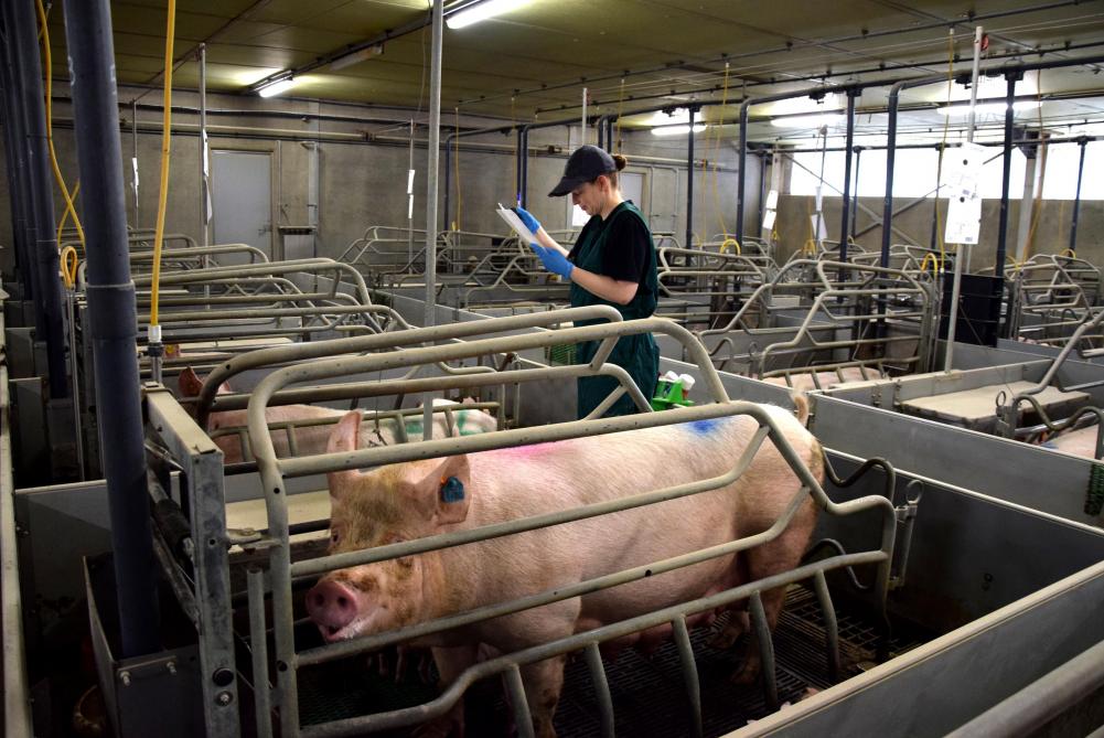 Ilse noteert in de kraamstal de worpgegevens van alle zeugen en biggen.
