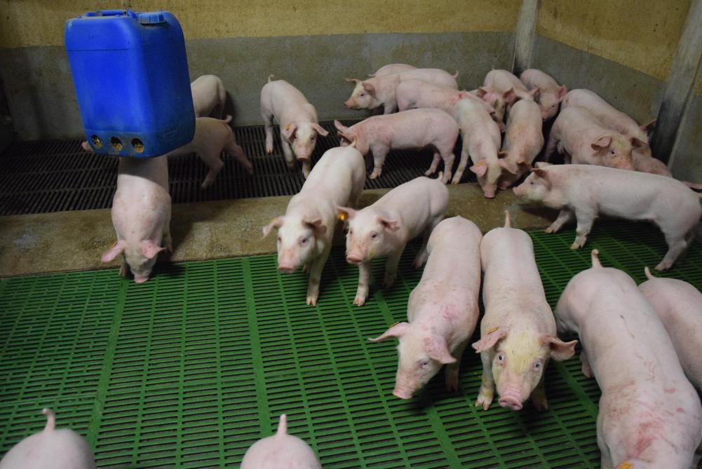Ook in de biggenbatterij zien we robuuste biggen: op 42 dagen groeien ze van 8,5 kg naar 32 kg.