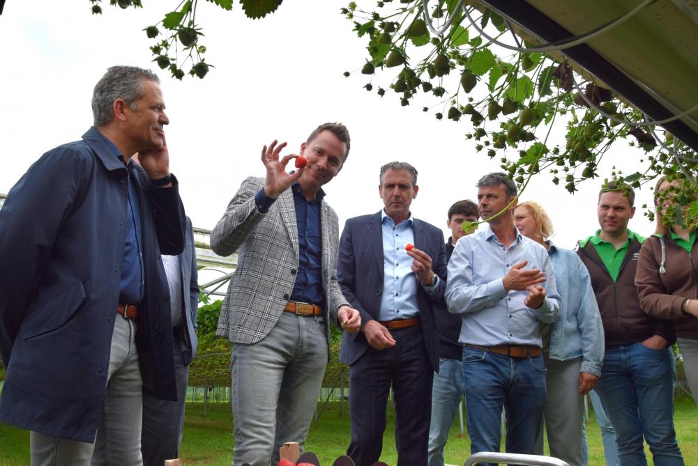 Minister Brouns kon de lekkere aardbeien wel appreciëren.
