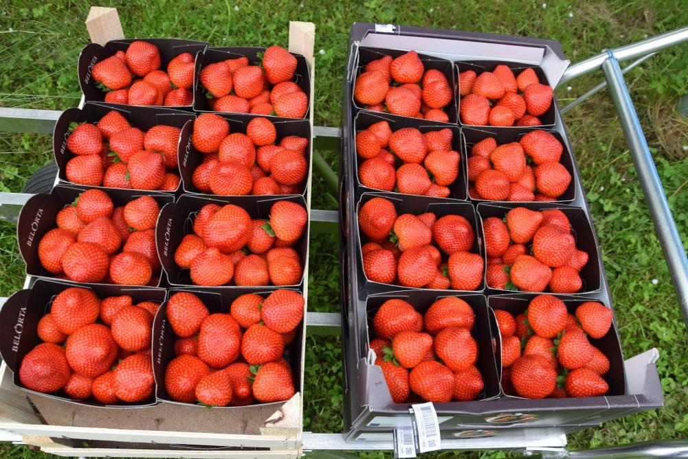 Veel lekkerder dan rechtstreeks van bij de boer kun je aardbeien niet vinden. De familie Reijnders streeft naar de beste kwaliteit en smaak en past de rassenkeuze hieraan aan.