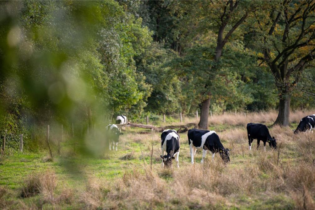 De 120 stuks jong- en vleesvee grazen in een Natura 2000-gebied, dat John pacht van Natuurmonumenten.