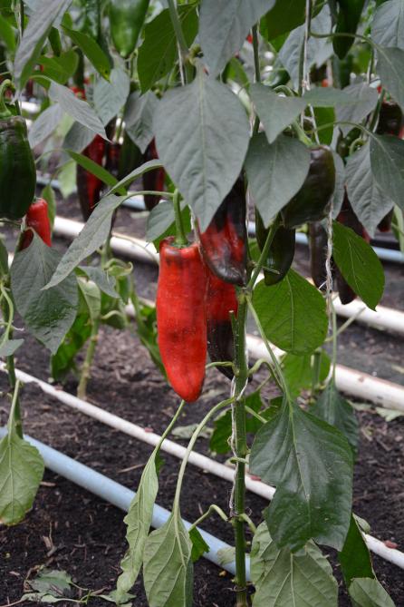 Bij Barver worden naast tomaten en aubergines ook puntpaprika’s geteeld.