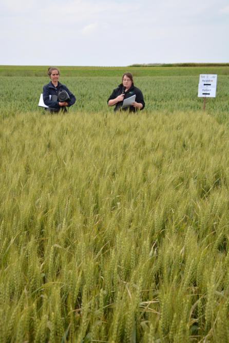 Dorien Vanderveken (links)en Femke Moors van PIBO-campus belichtten diverse nieuwkomers in wintertarwerassen, zoals hier Hycardi van Limagrain.