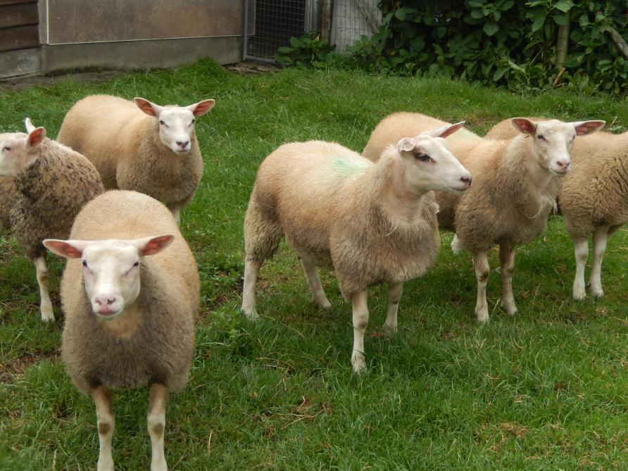 Wat verwachten we van het schaap van de toekomst?