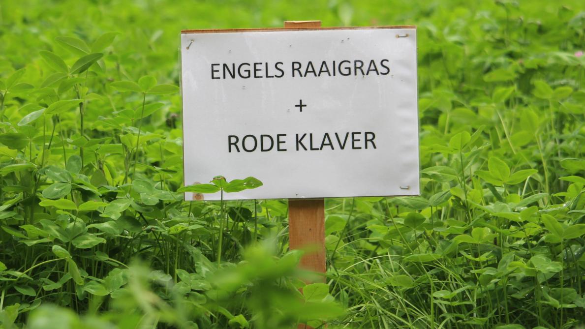 Volgens Mathias Cougnon (ILVO) bieden mengsels van gras en klaver voor veehouders het meest potentieel om heel hoge opbrengsten te halen.