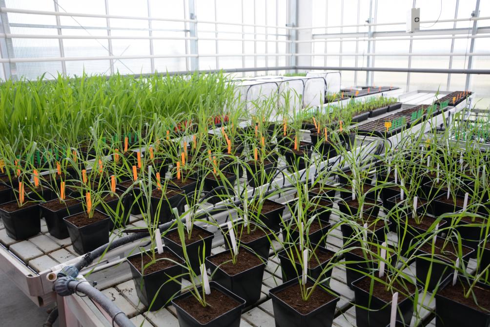 In de onderzoeksserre worden proeven naar ziekte-, insecten- en schimmelbestrijding gedaan.