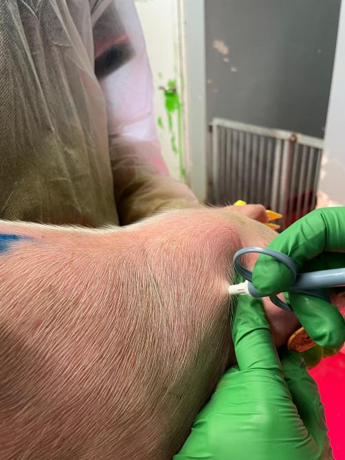 Intramusculaire implantatie van een thermische microchip in een gespeende big.