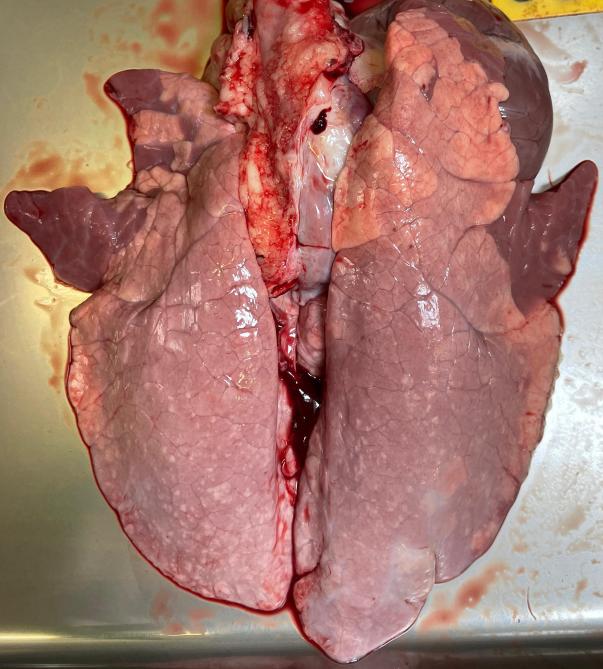 Cranioventrale consolidatieletsels (paarse gebieden), suggestief voor infectie met M. hyopneumoniae, gelokaliseerd in de apicale en cardiale longkwabben.