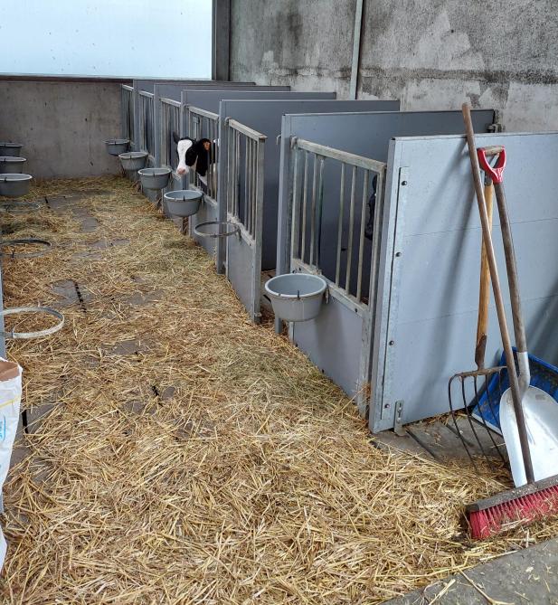 Bij kalverboxen in een stal kunnen de mestsappen meestal worden opgevangen in de mestkelder.