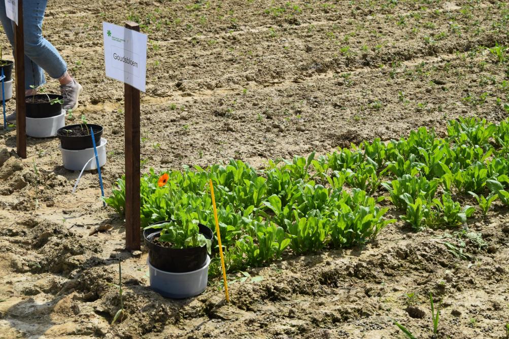 Goudsbloem was de enige innovatieve teelt die het natte voorjaar overleefde op de proefvelden in Bertem.