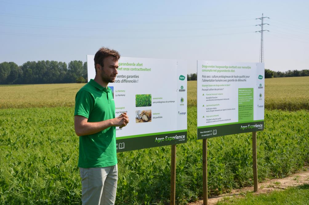 Voor de mengteelt erwten-tarwe kan je een GLB-premie van 600 euro/ha én een bijkomende premie van 108 euro/ha per jaar krijgen als je zein je teeltrotatie houdt.