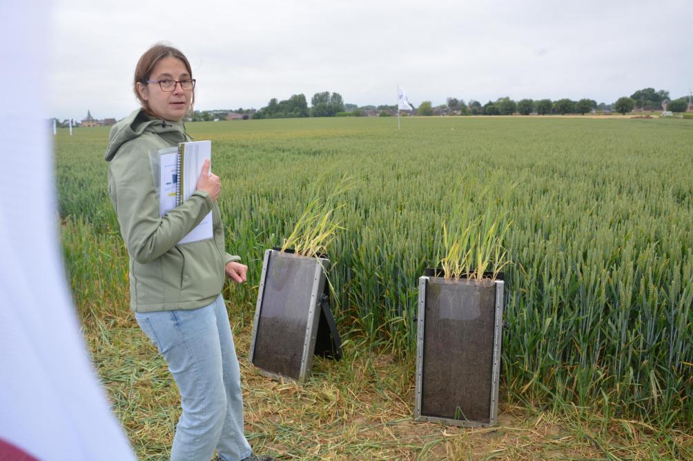Sarah Van Beneden toonde via 2 rhizotrons het effect van de biostimulant Vixeran. Bij de rechterrhizotron (met Vixeran) is de wortelontwikkeling sterker.